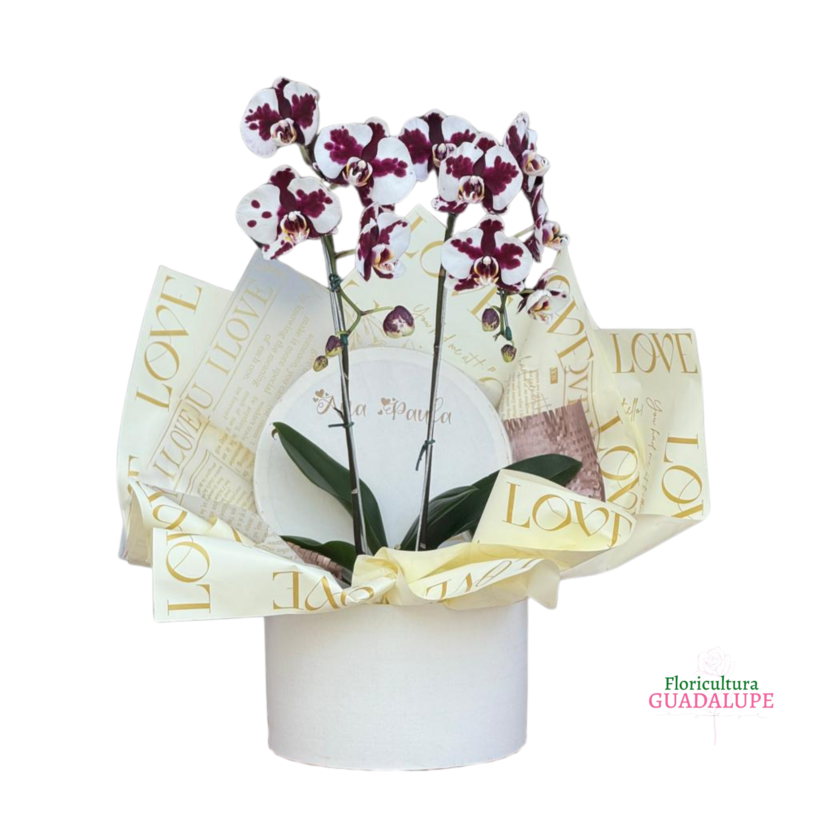 Box Orqudea de Luxo - Basic Edition