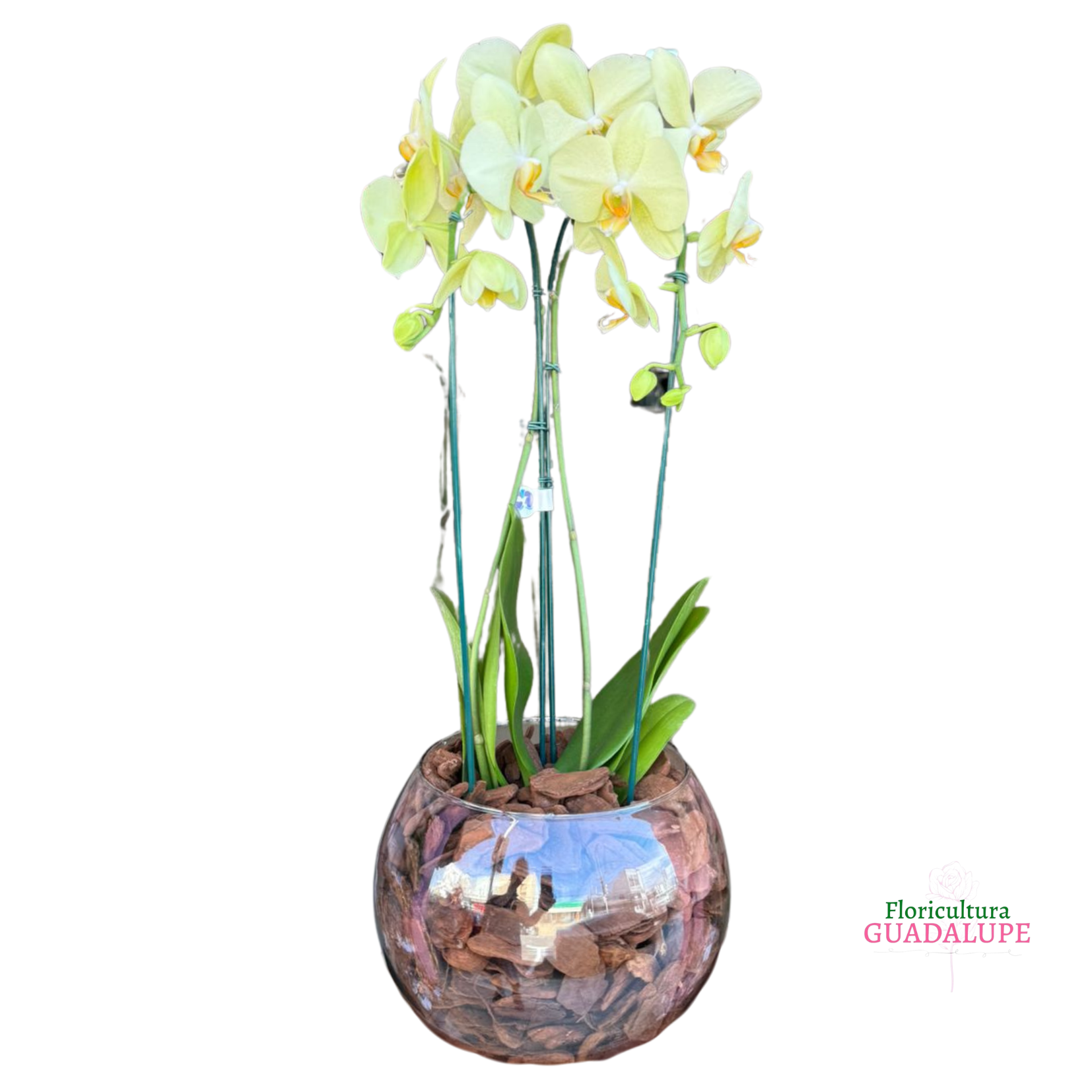 Orqudea Vaso Aqurio