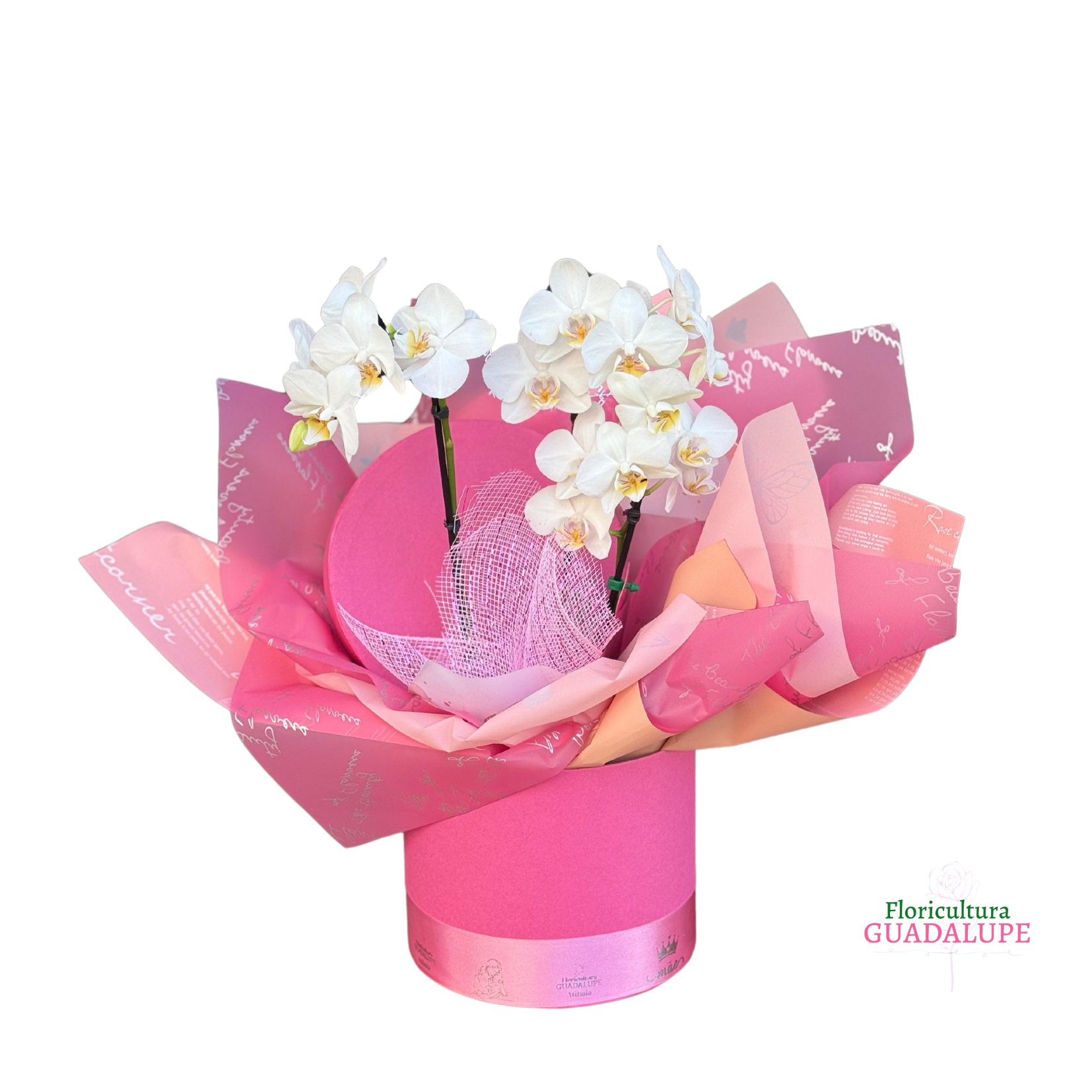 Mini Orqudea de Luxo - Amor Sem Fim