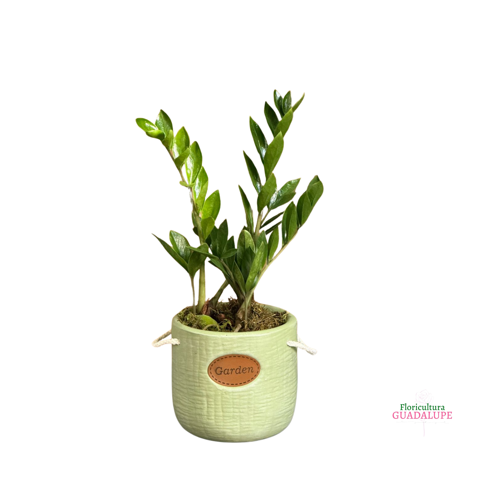 Mini Zamiolcuca Vaso de Cermica - Garden