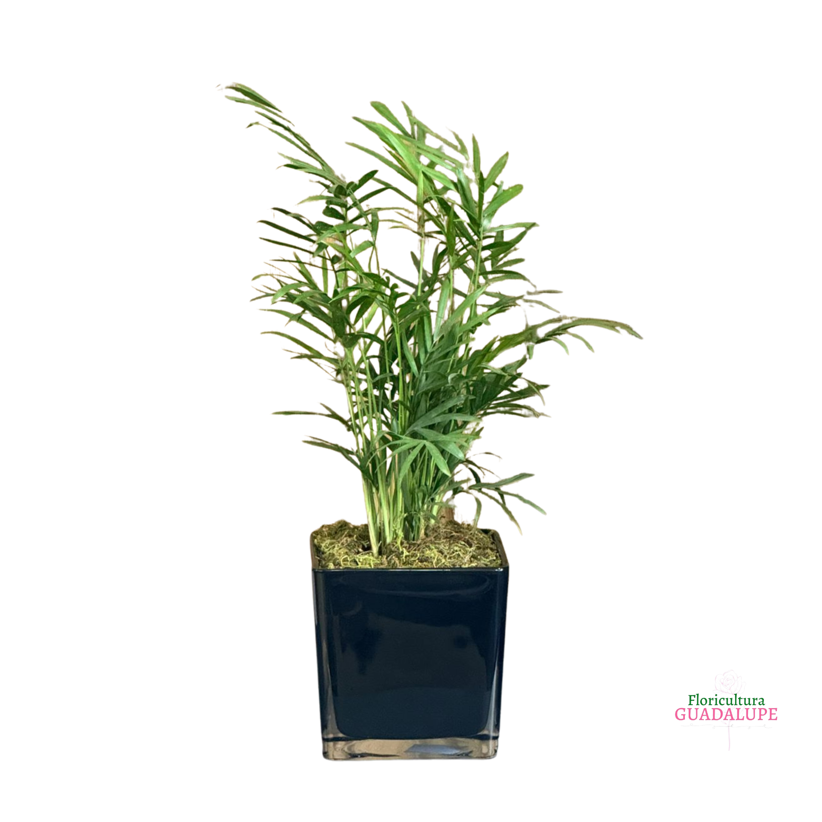 Vaso Polons de Mini Palmeira