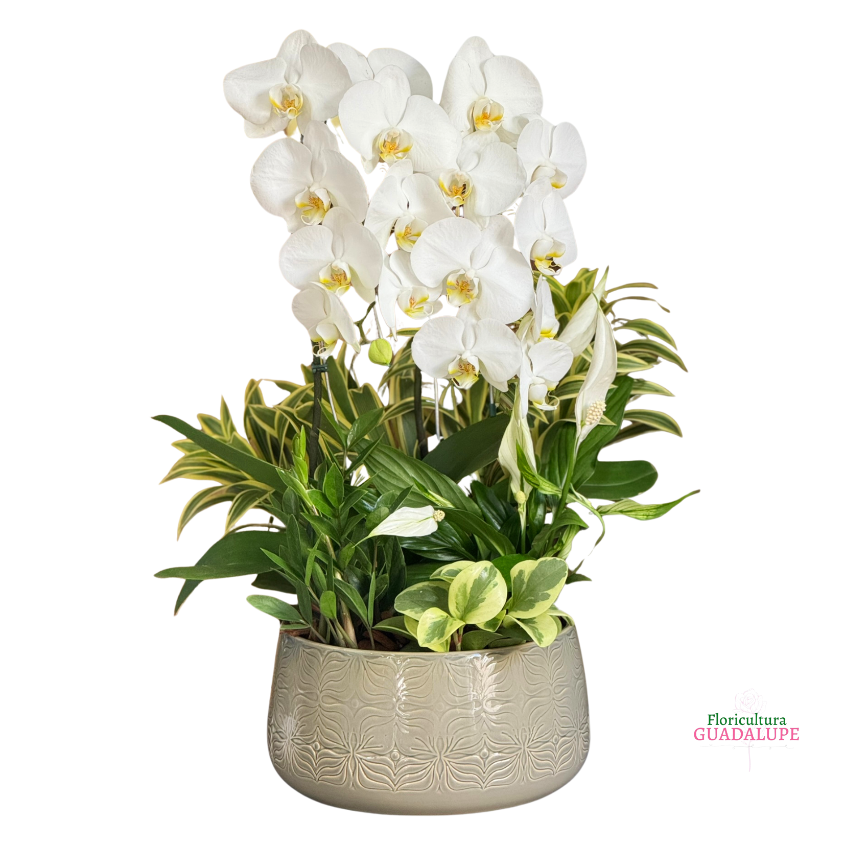 Arranjo de Orqudea em Bacia Polonesa
