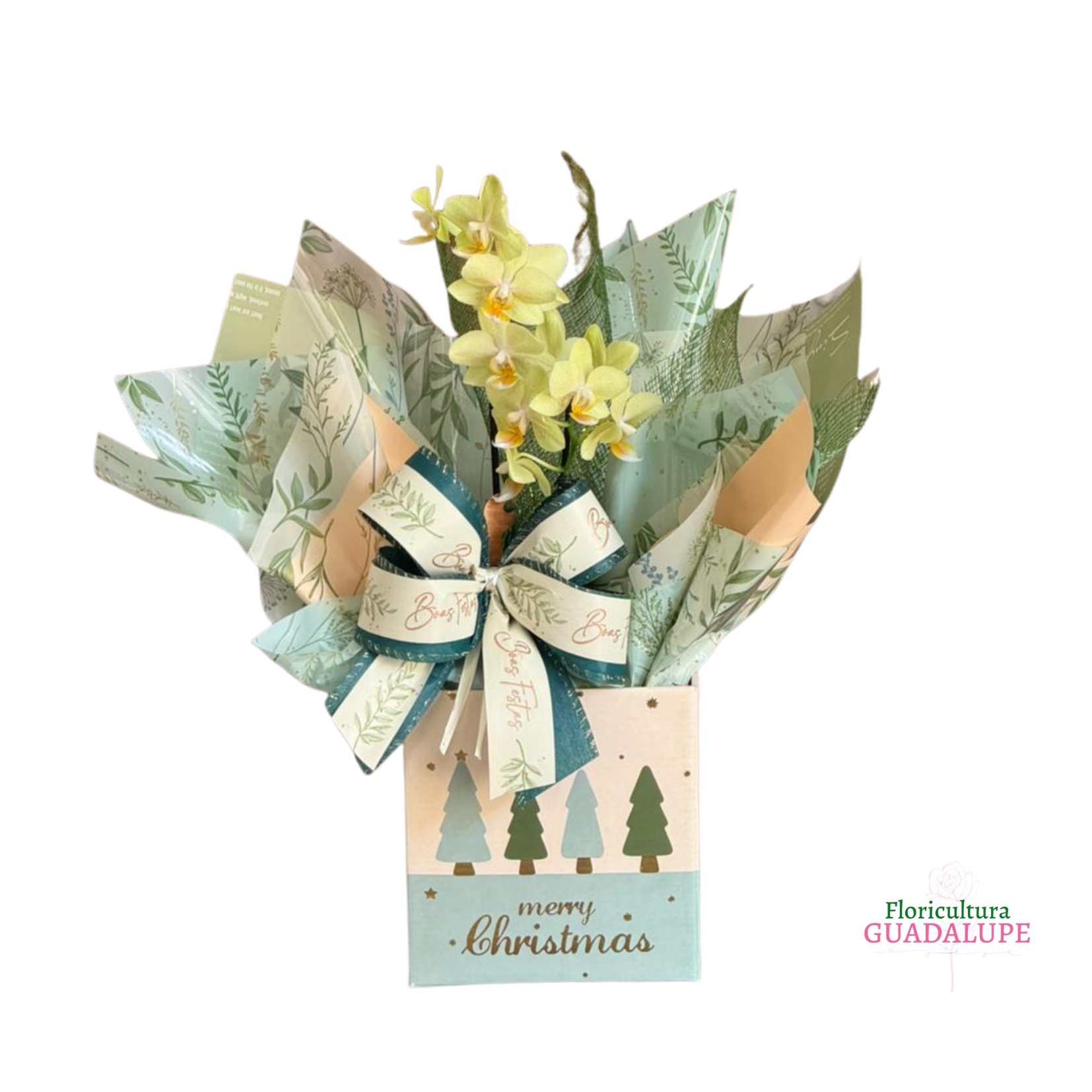 Mini Orqu�dea Presente - Merry Christams