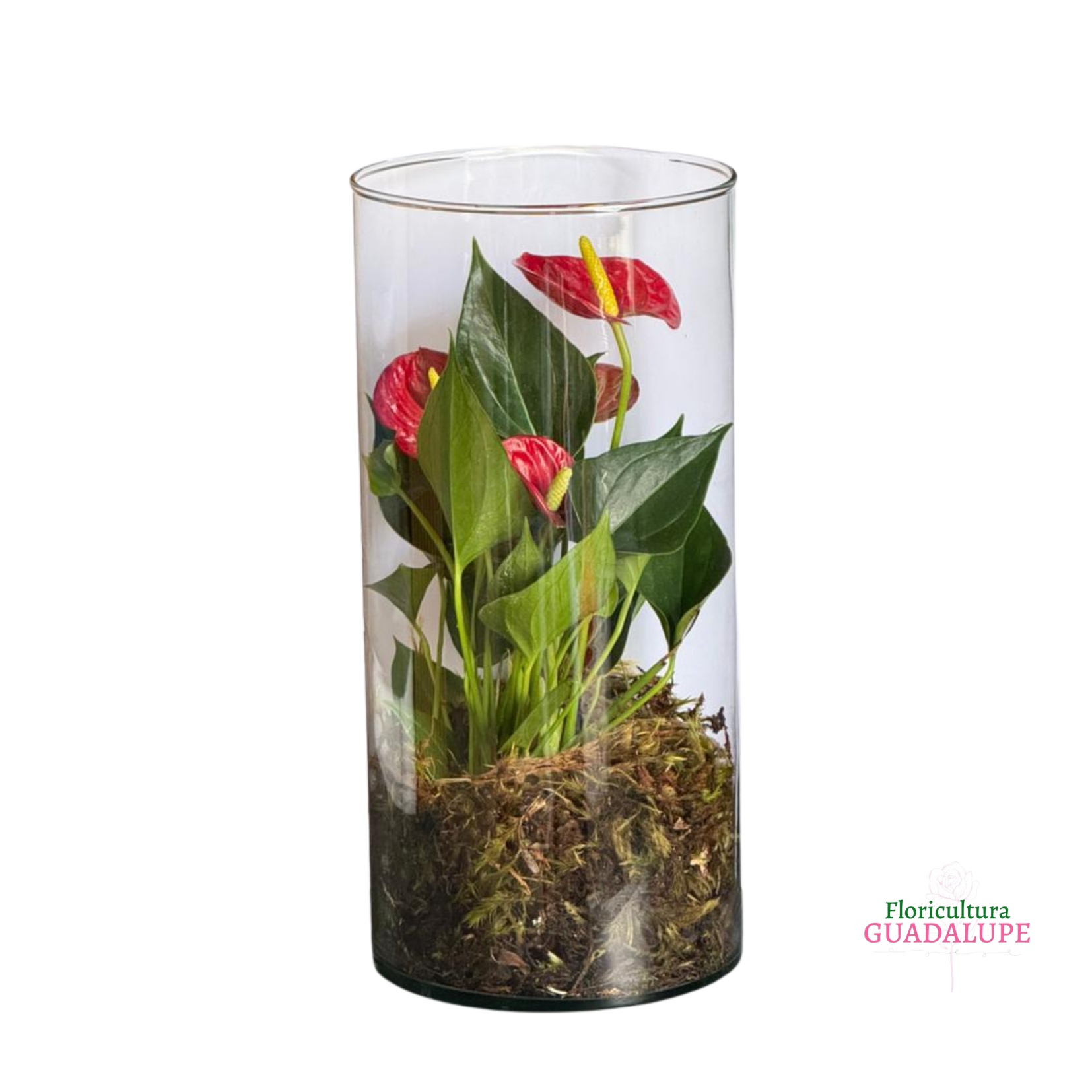 Mini Ant�rio em Vaso Terr�rio