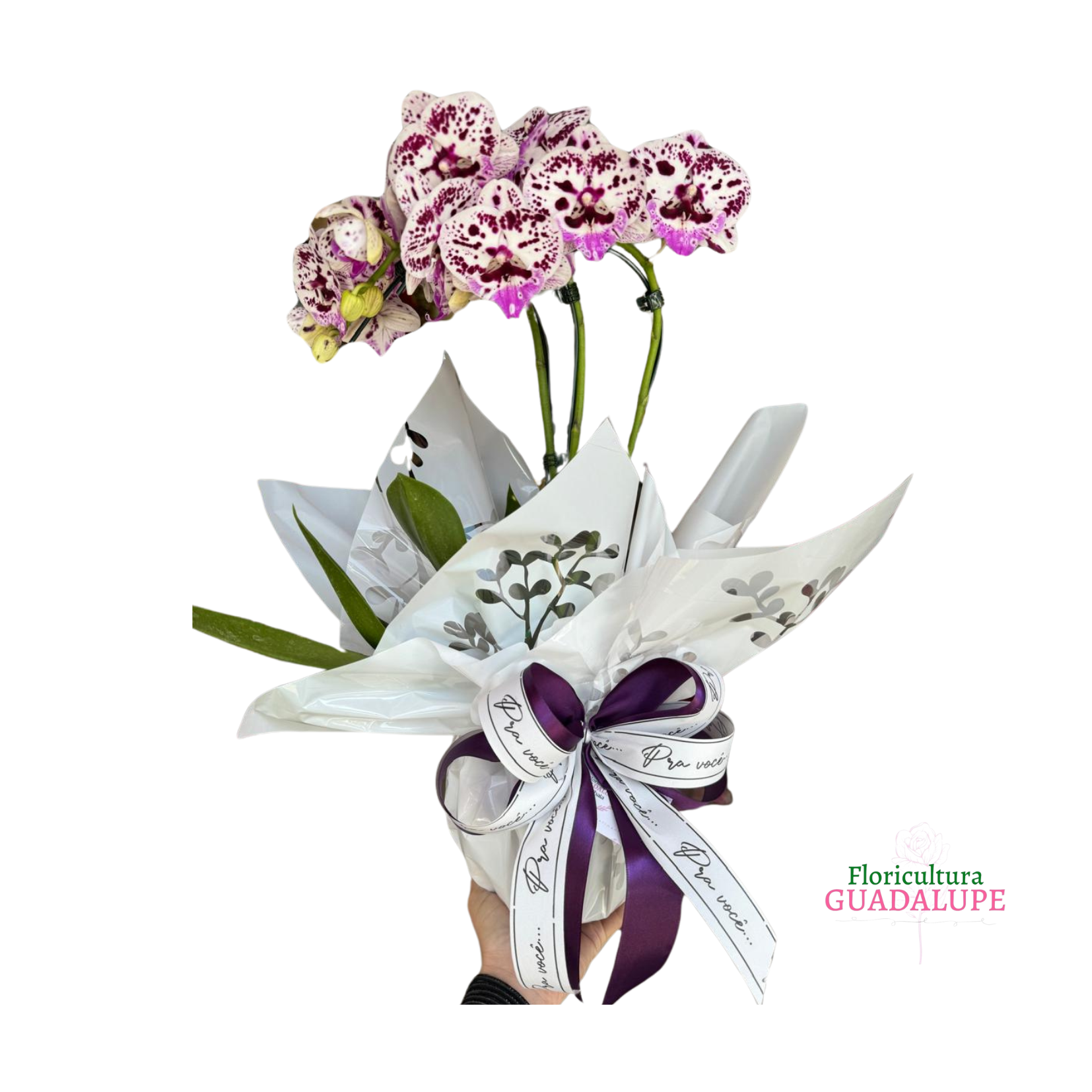 Orqudea - Embalagem de Presente