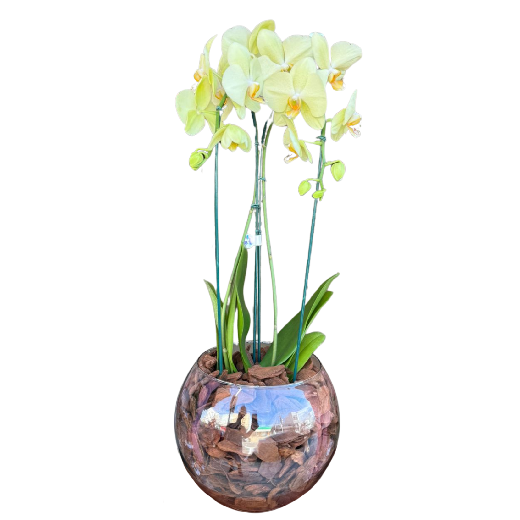 Orqu�deas Phalaenopsis