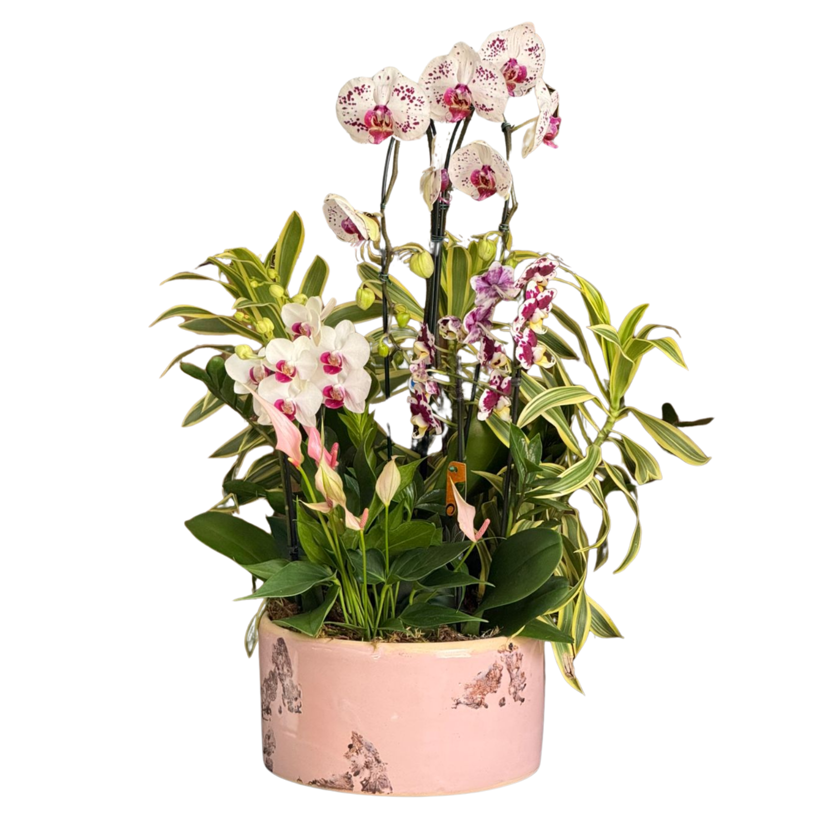 Arranjo de Orqu�deas